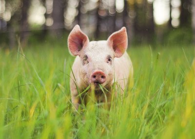 Nygårds Skogsgrisar